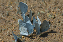 Celastrina lavendularis