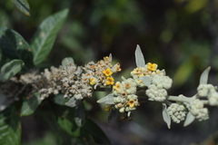 Buddleja tucumanensis