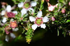 Leptospermum liversidgei