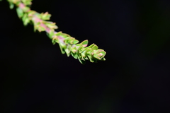 Leptospermum liversidgei