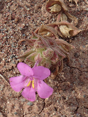 Diplacus cusickioides