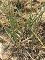 Iris missouriensis
