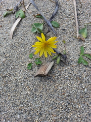 Ixeris repens
