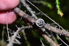 Leptospermum liversidgei
