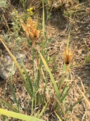 Iris missouriensis