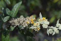 Buddleja tucumanensis