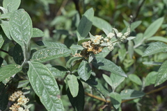 Buddleja tucumanensis