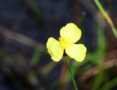 Xyris juncea