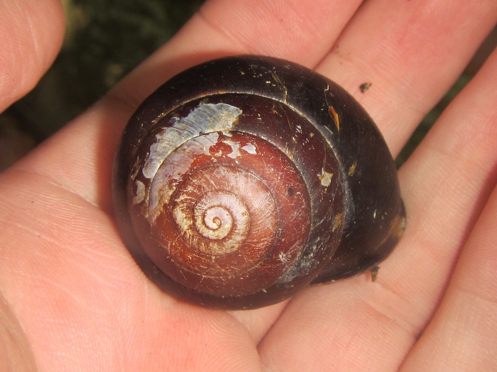 Mount Elliot Dark Snail
