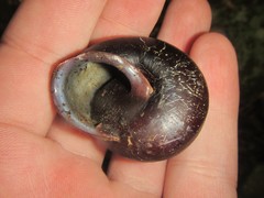 Steorra rawnesleyi