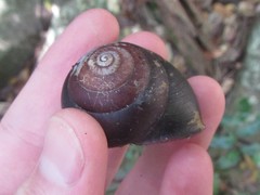 Steorra rawnesleyi