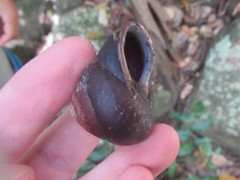 Steorra rawnesleyi