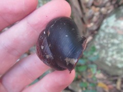 Steorra rawnesleyi
