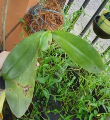 Phalaenopsis amboinensis