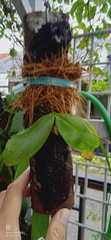 Phalaenopsis javanica