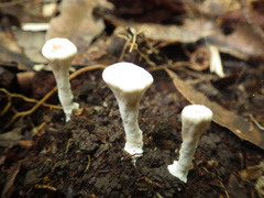 Microporellus