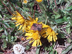 Euphydryas anicia brucei