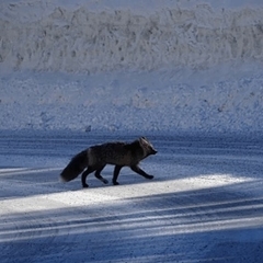 Vulpes vulpes cascadensis