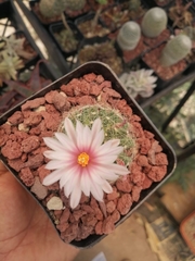Mammillaria zephyranthoides