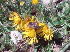 Euphydryas anicia brucei