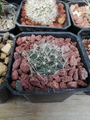 Mammillaria zephyranthoides