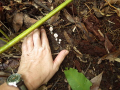 Microporellus