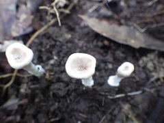 Microporellus