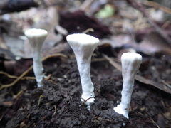 Microporellus