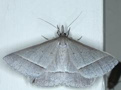 Epidesmia hypenaria