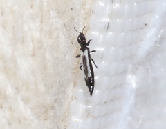 Aeolothrips fuscus