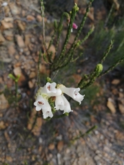 Erica pectinifolia