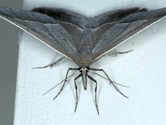 Epidesmia hypenaria