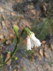 Erica pectinifolia