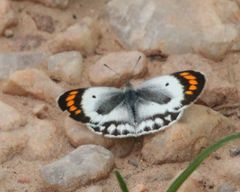 Colotis euippe mediata