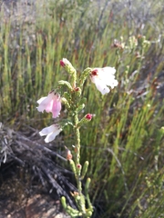 Erica pectinifolia