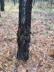 Dendroctonus terebrans