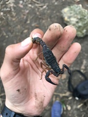 Centruroides gracilis