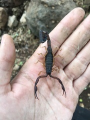 Centruroides gracilis