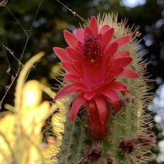 Trichocereus huascha
