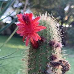 Trichocereus huascha