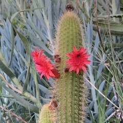 Trichocereus huascha