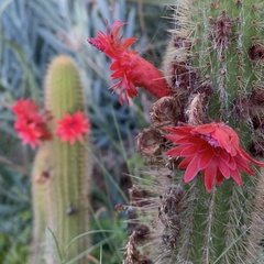 Trichocereus huascha