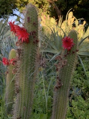 Trichocereus huascha