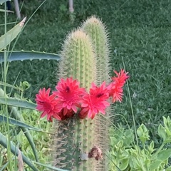 Trichocereus huascha