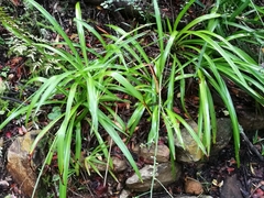 Chlorophytum comosum
