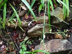 Chlorophytum comosum