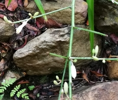 Chlorophytum comosum