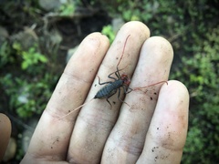 Mastigoproctus cinteotl