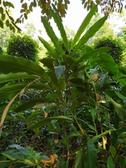 Alpinia hainanensis