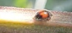 Diomus notescens